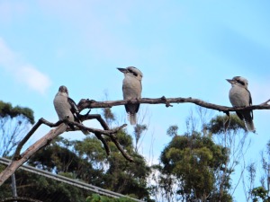 Laughing Kookaburras
