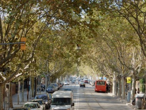 Leafy streets of Barcelona