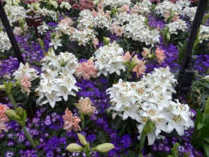 Lily garden
